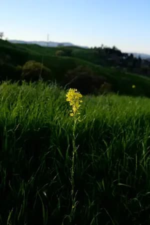 Shadow Brightness Adjustment animation preview