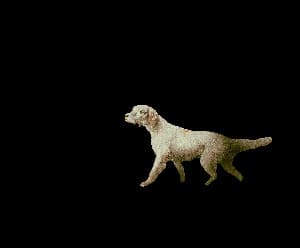 Cut Out Dog animation preview